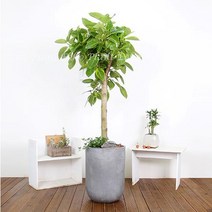 에코플라워 해피트리 대형 공기정화 식물 개업식 승진 사무실이전 축하 집들이 선물 화분 배달 (서울 경기 인천 당일배송), 회색, 23 뱅갈고무나무 항아리