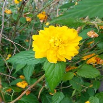 충주원예조경/황매화/1.2m/개화주, 주