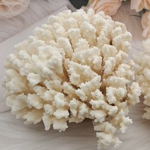 반려돌 애완돌 850-1100g 1 개 천연 산호 바다 화이트 산호나무 화이트 산호 수족관 조경 홈 가구 장식품 홈 데코레이션102720