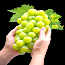 갤러리농장 블랙라벨 미친당도 18brix이상 산지직송 샤인머스켓 에어포장 백화점퀄리티, 프리미엄수출용 2kg, 1개