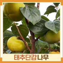 감나무 묘목 태추단감 접목1년생 뿌리 특묘 2개