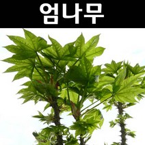 엄나무(음나무) 포트3개/나무 묘목/약용/특용수