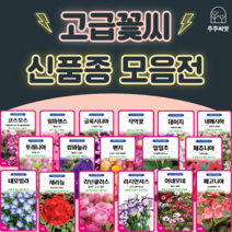 꽃씨 꽃씨몰 고급꽃씨 모음 허브씨 씨앗 다년생 꽃씨앗 봄 제라늄 작약 네모필라 페츄니아 팬지 리시안셔스 캄파뉼라 베고니아 일일초 임파첸스 라넌큘러스 아네모네, 35. 팬지 요쿠사쿠스미레 레모네이드 10립