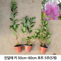 진달래 키 50cm~60cm 포트 5주(5개) 뿌리원예