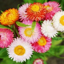 [초화류]종이꽃(밀집꽃 로단세)-헬리크리섬(중품/색상랜덤)