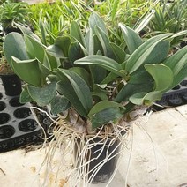 대명석곡(대품)78