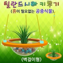 제이스토어 / 틸란드시아 키우기 벽걸이형 5인용