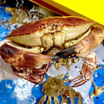활 던지니스 크랩 항공직송 미국산 대게 택배 하트 게 800g-1.2kg, 1kg~1.2kg