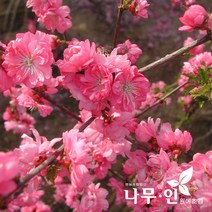 [나무인] 분홍옥매화(풀또기) 묘목 2그루