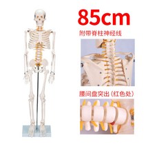 뼈모형 인체 해골 모형 85cm 180cm 골격 뼈대 탈부착 척추 표본 시뮬레이션, 04 A1004 85CM신경허리디스크