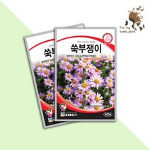 쑥부쟁이 500립 세계종묘 화훼류 씨앗