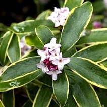 시즌플라워 [목본류]무늬천리향(무늬서향)(중품)