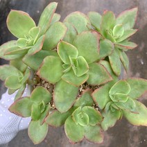 [다육이아지트]실큐, 1개