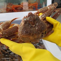 당일조업 산지직송 프리미엄 최상급 자숙 홍게 3kg 수율보장 동해 포항 구룡포 연지홍게 박달홍게, 2-1. 박달홍게 3마리 (소자)