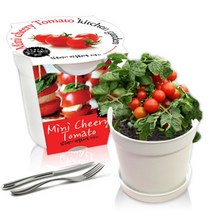 [천삼백케이] [농업회사법인 세경팜 주식회사] 세경팜 컬러키친가든 앉은뱅이방울토마토 식물키우기 텃밭가꾸기, 화이트, 루꼴라