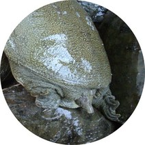 용강자라농장 식용활자라, 1마리, 1kg내외