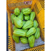 차요테 자요태 국내재배 베트남수수 동남아시아야채 자요태, 1개