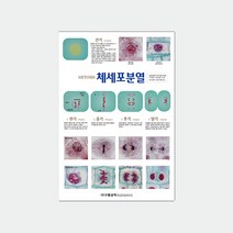 체세포분열(챠트 10매1조)