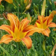 세종의정원 원추리 포트묘 다년초 야생화 20개