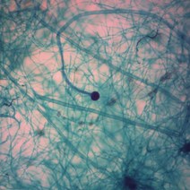 (JLS) 누룩곰팡이 영구프레파라트 (75x25mm) 1매 자낭균류곰팡이 현미경용 슬라이드표본 박편 절편 표본