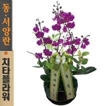치타플라워 만천홍 서양란 승진 축하 생일 개업 이사 화분 [CT06A-04] 미니 호접란 전국 당일 배송 꽃배달