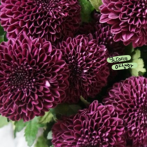 폼폰국화 [3포트] 플럼 (복남이네 야생화 모종 가을꽃 pompon), 1개