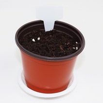 사이언쌤 강낭콩 기르기 세트 1인용