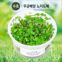 피알피쉬 무균 배양수초 노치도메(전경수초)