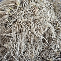 담양 무농약 뿌리삼채 2kg(비세척)