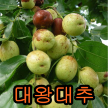 대왕대추 접1년특 1그루+앵두 1+체리1 묶음 나무 묘목 과일나무 유실수
