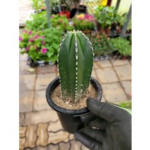 30~50cm 백운각선인장 중품 79