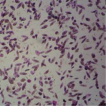 초등 5학년 유글레나 영구프레파라트 생물 현미경 표본 과학실험 과학도구 방과후 DIY