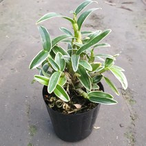 은룡 석곡 복륜 은용 무늬 착생식물 석부작 목부작, 중품