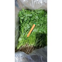 국내재배 고수 향신료 고수 동남아시아야채 고수, 고수 500g