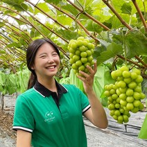 샤인머스켓 고당도 캐나다 수출용 최상급 선물용, 캐나다수출용 1kg (2송이)