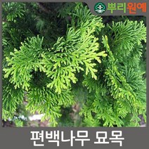 편백나무 편백묘목 편백나무묘목 3년생50센티