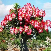 [다육식물]사막의장미(석화)(색상랜덤), 1개