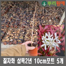 칠자화 삽목2년 10cm포트 5개 뿌리원예/노지월동