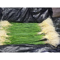 #가락시장 나물이네# 당일경매 달래 1kg (달래의지존 서산달래출시했네요~~)/오후2시이전주문당일출고99%/주말 공휴일제외, 1개