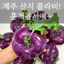 콜라비 제주 산지직송 14브릭스 고당도 제철 콜라비 효능 손질 요리 먹는법, 15kg