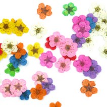 (주)아트인 압화(마이크로 미니꽃)-10개, 청록