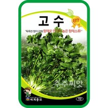 고수 씨앗 300립 향채소