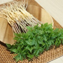 전남 무안 수경재배 새싹삼 소 100뿌리, 없음