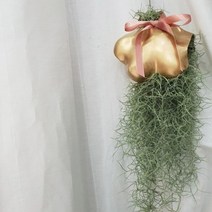 [바보사랑] 여인바디 수염 행잉 38cm내외 수염틸란드시아+리본2개, 상세 설명 참조