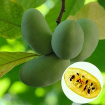 포포나무 묘목 (실생1년 8주) 뽀뽀나무 (인디언바나나) 망고 바나나 파인애플맛 / 웰빙인기종 FT315
