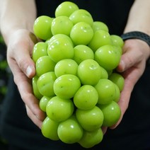 고당도 프리미엄 샤인머스켓 망고포도 김천 상주, 1박스, 샤인머스캣, 샤인머스캣 1kg (2~3수)