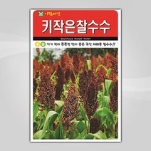 슬로시 채소 씨앗 산채 씨 종자, 키작은찰수수20g(아람)