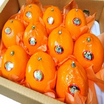 제주 고당도 천혜향 3kg 10~15과