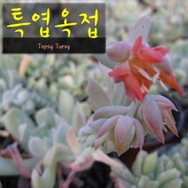 허브여울다육 특엽옥접 지름 9cm 소품화분, 5개