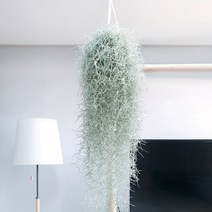 angel falls 수염틸란드시아 마크라메행잉
